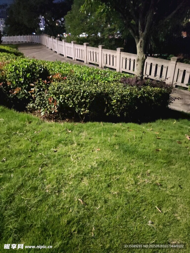 绿意盎然的庭院景观