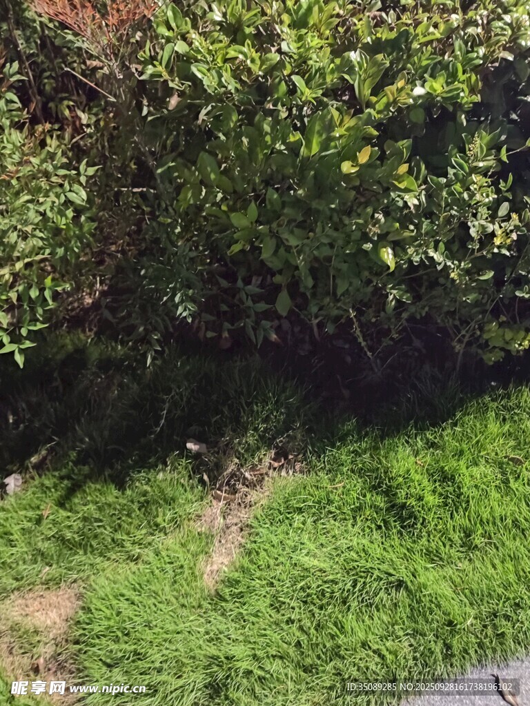 户外草地绿植景观
