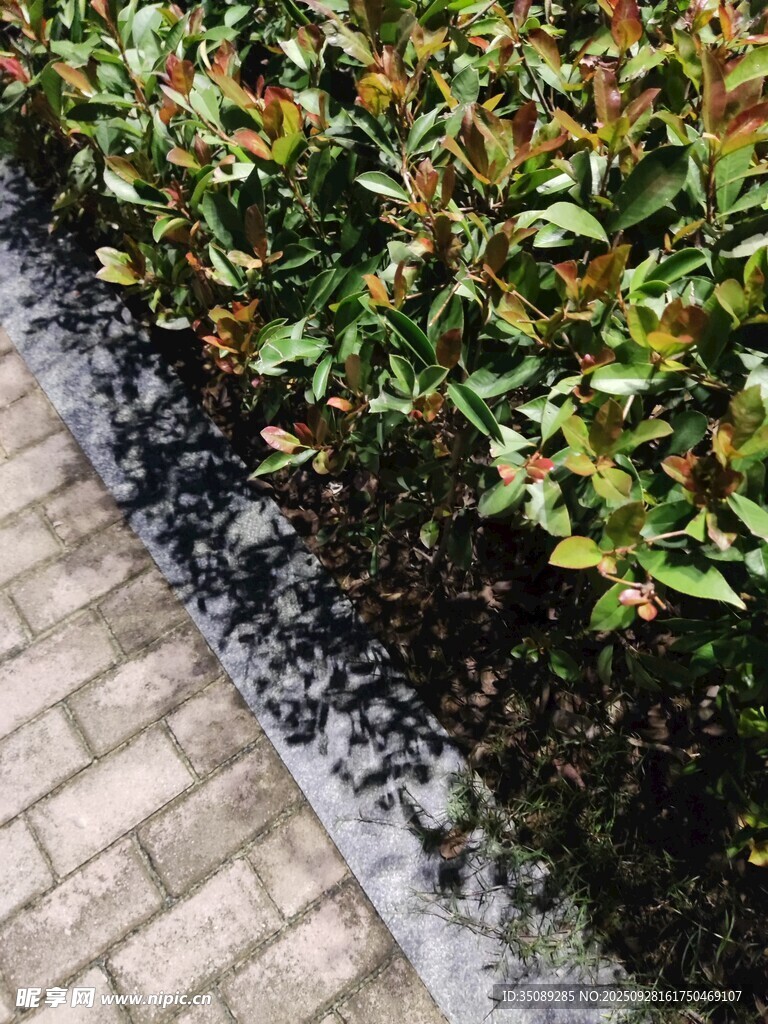 砖砌小径旁的翠绿灌木丛