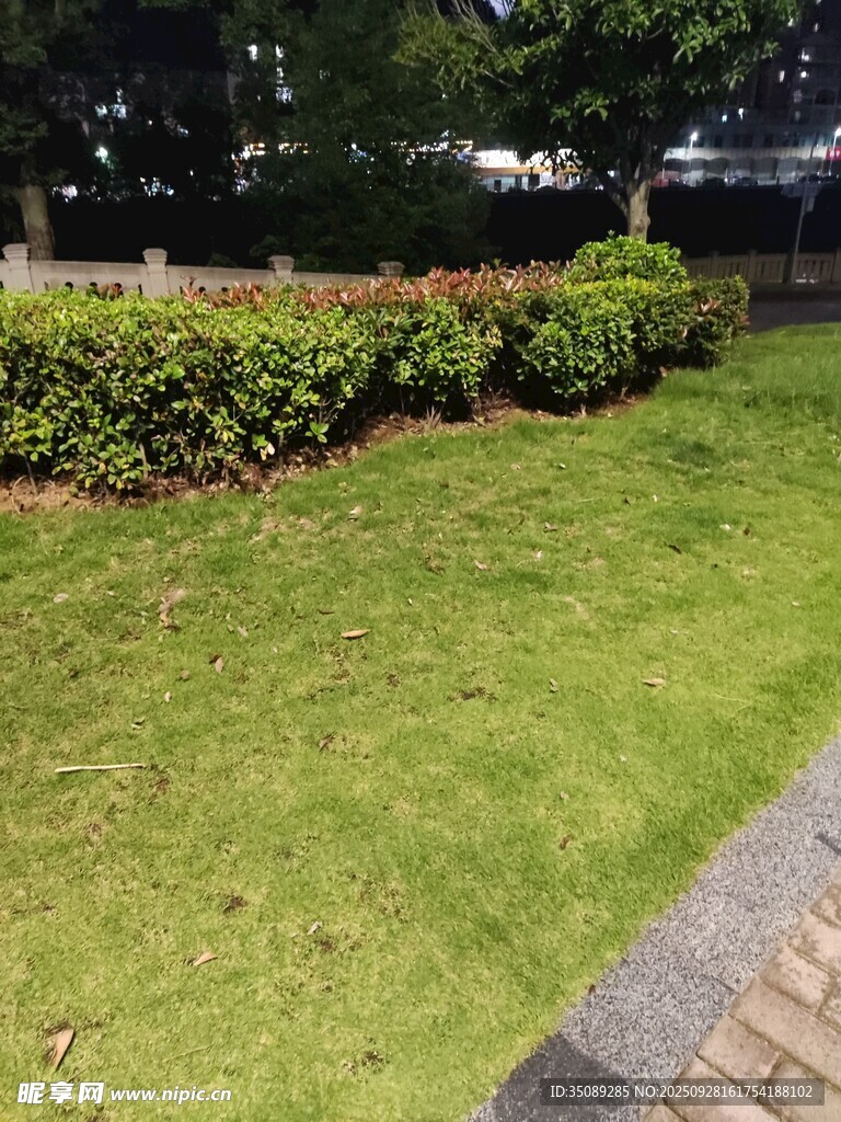 城市中整齐的草坪与灌木