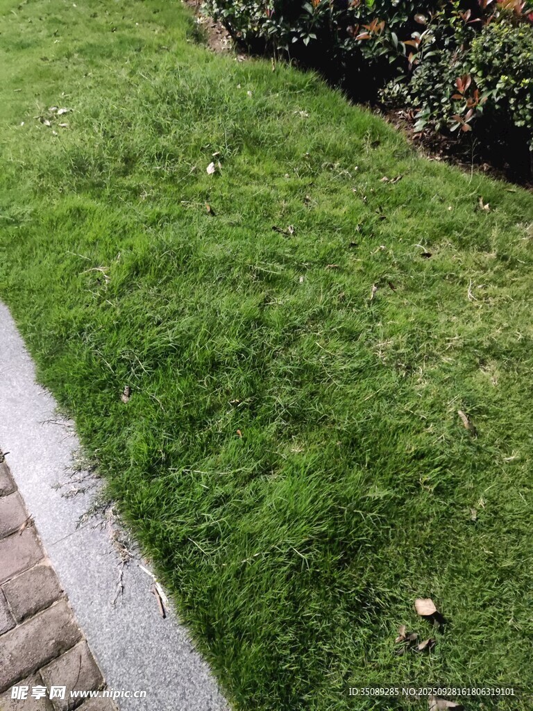 路边翠绿草坪一角