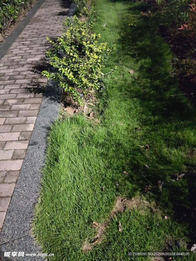 砖石小径旁的翠绿草坪