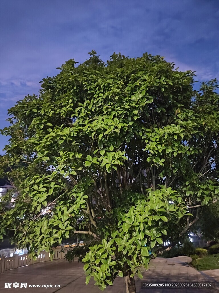 夜幕下的葱郁大树