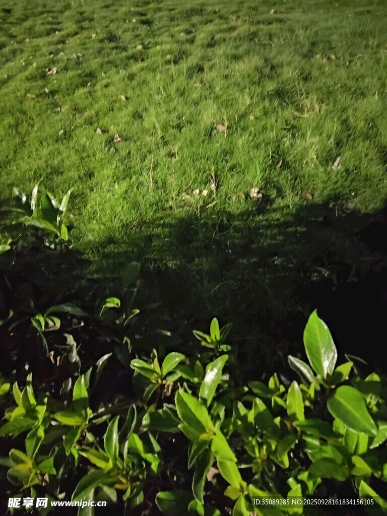 翠绿草地与蓬勃绿植