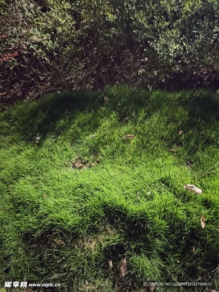 翠绿山坡上的繁茂植被