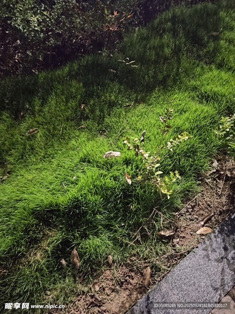 路边翠绿草地与零星小花