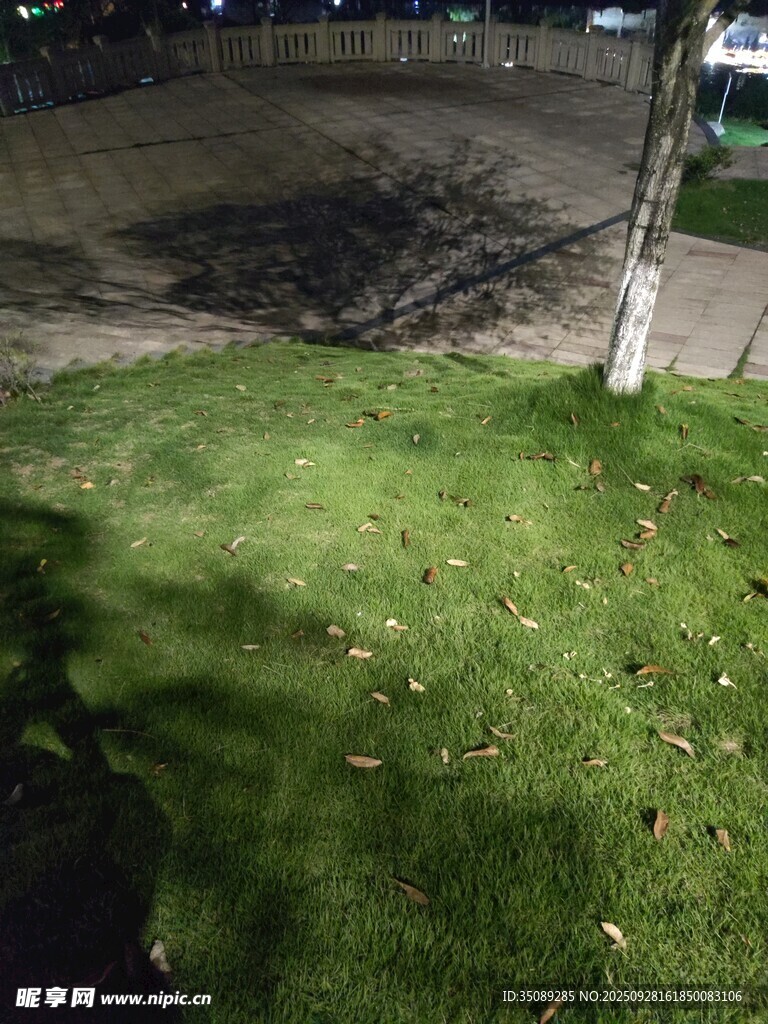 户外草地树影斑驳