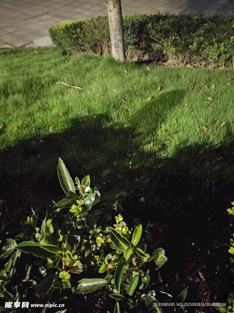 阳光下的翠绿草地与植物