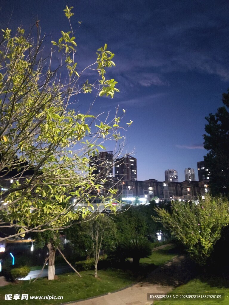 夜晚树下的城市静谧景象