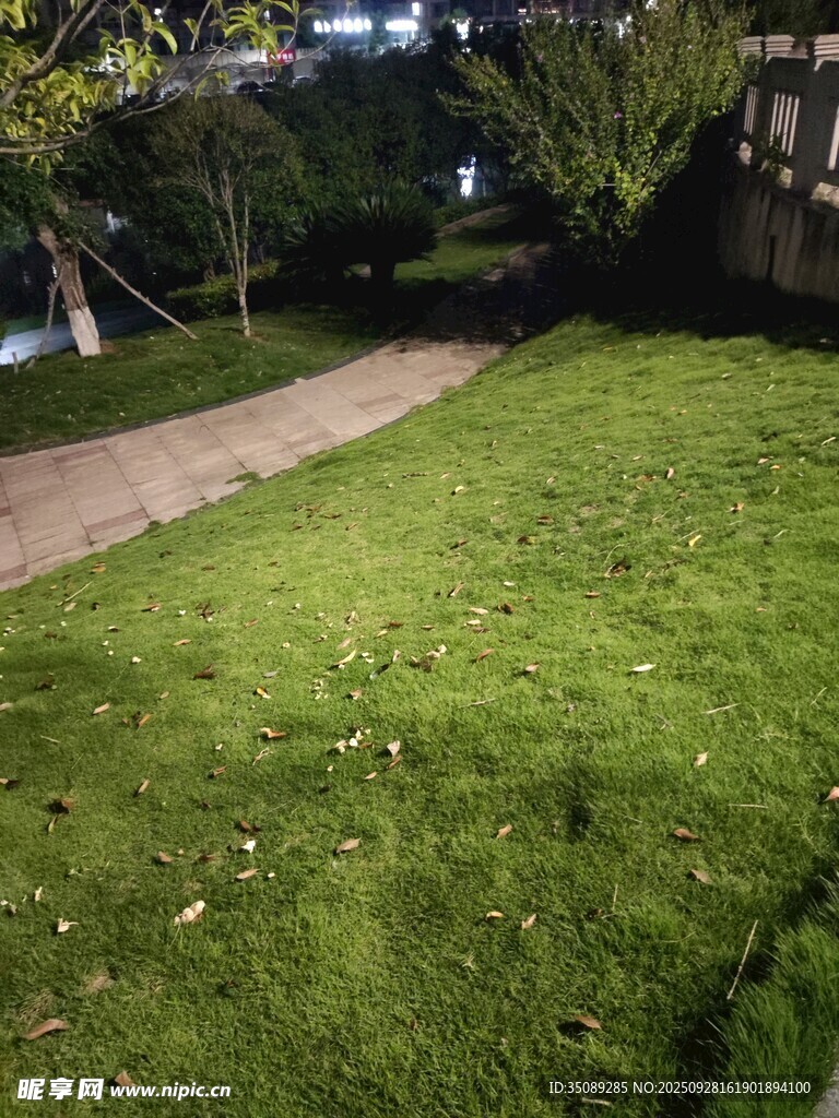 夜晚中的翠绿草坪