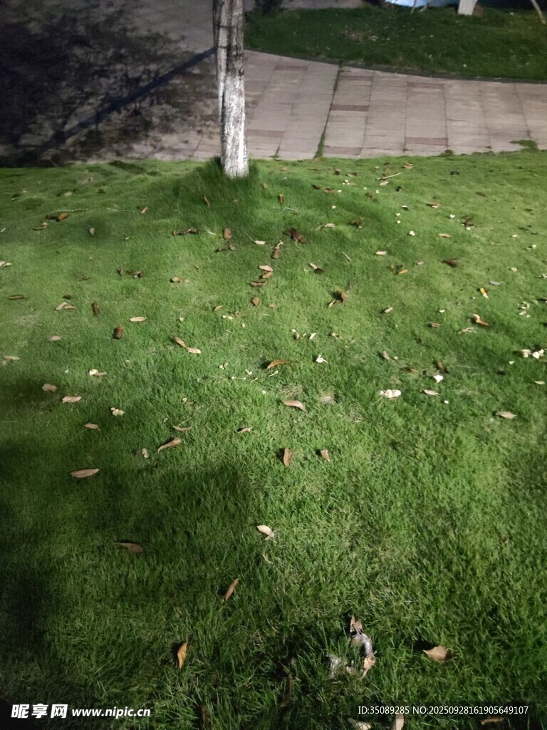 户外草地场景