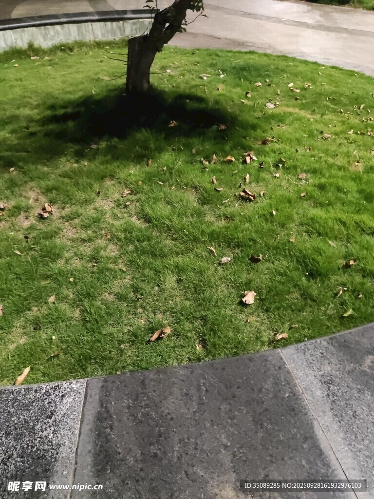 树下草地旁的石砌步道