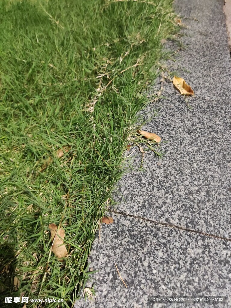 路边青草与散落枯叶