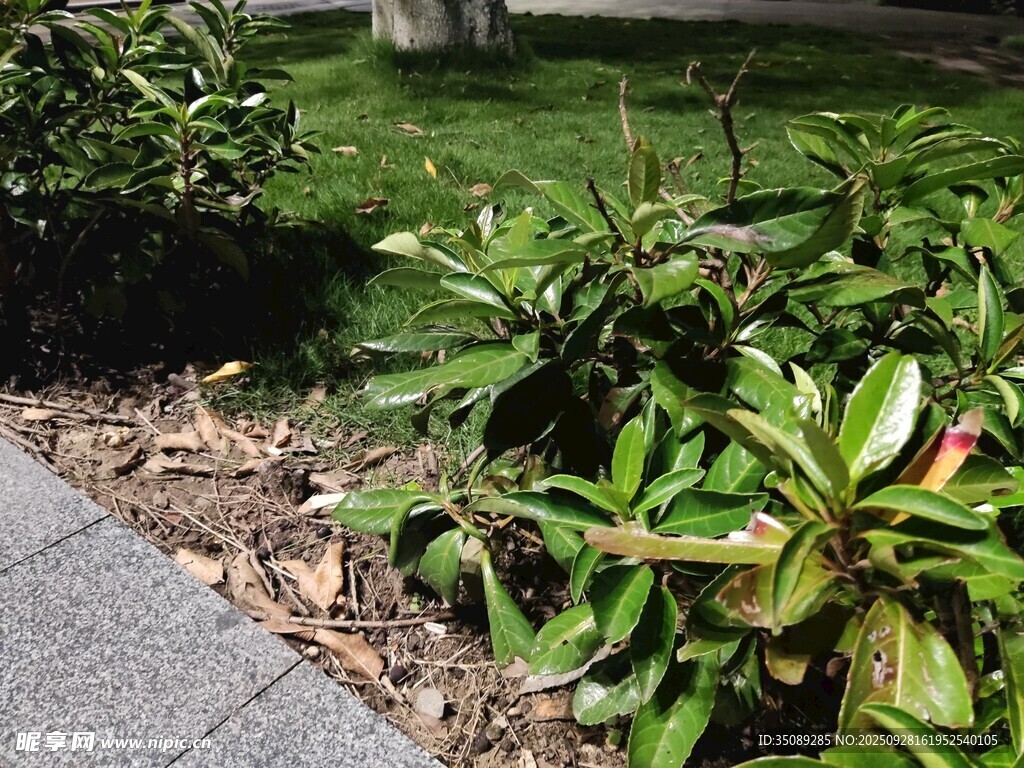 路边翠绿繁茂的绿植花卉