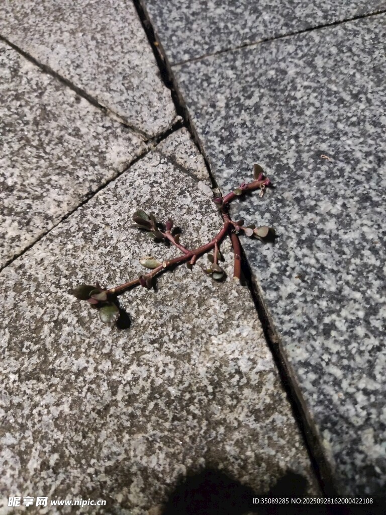 地面上的枯萎植物残枝