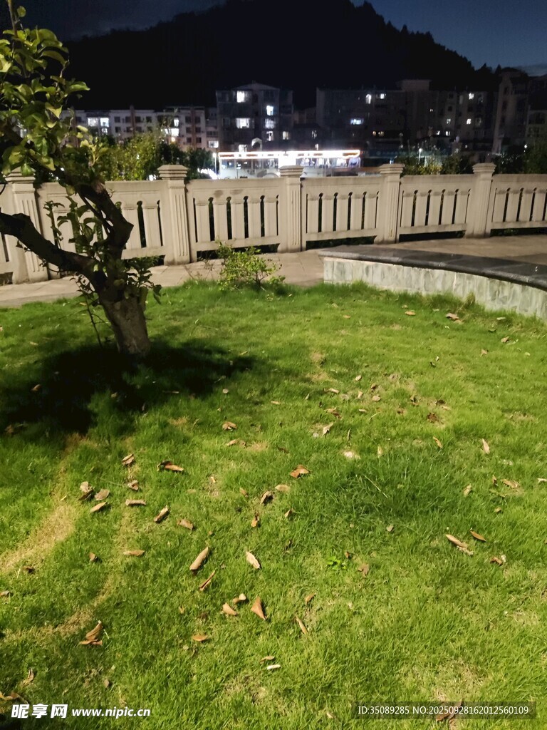 夜晚草坪旁的树木景观