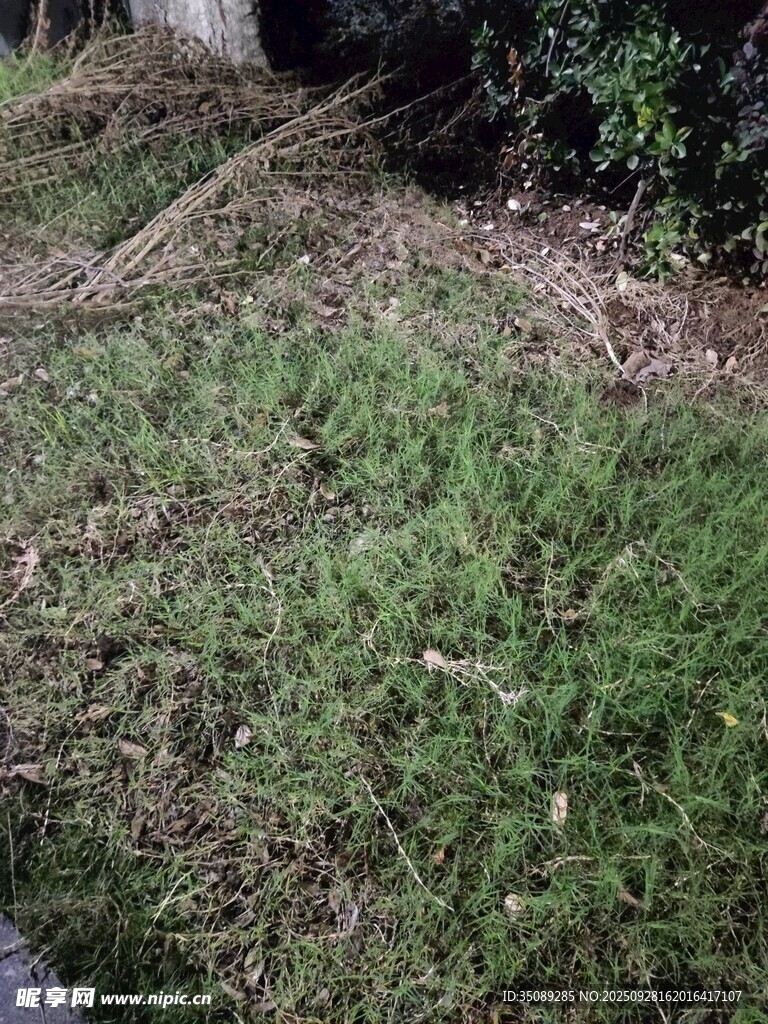 户外草地场景