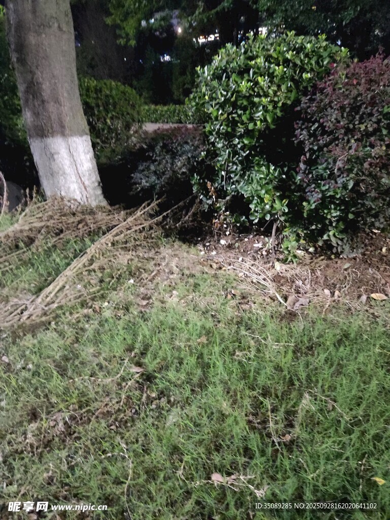 草地旁的树木与灌木丛