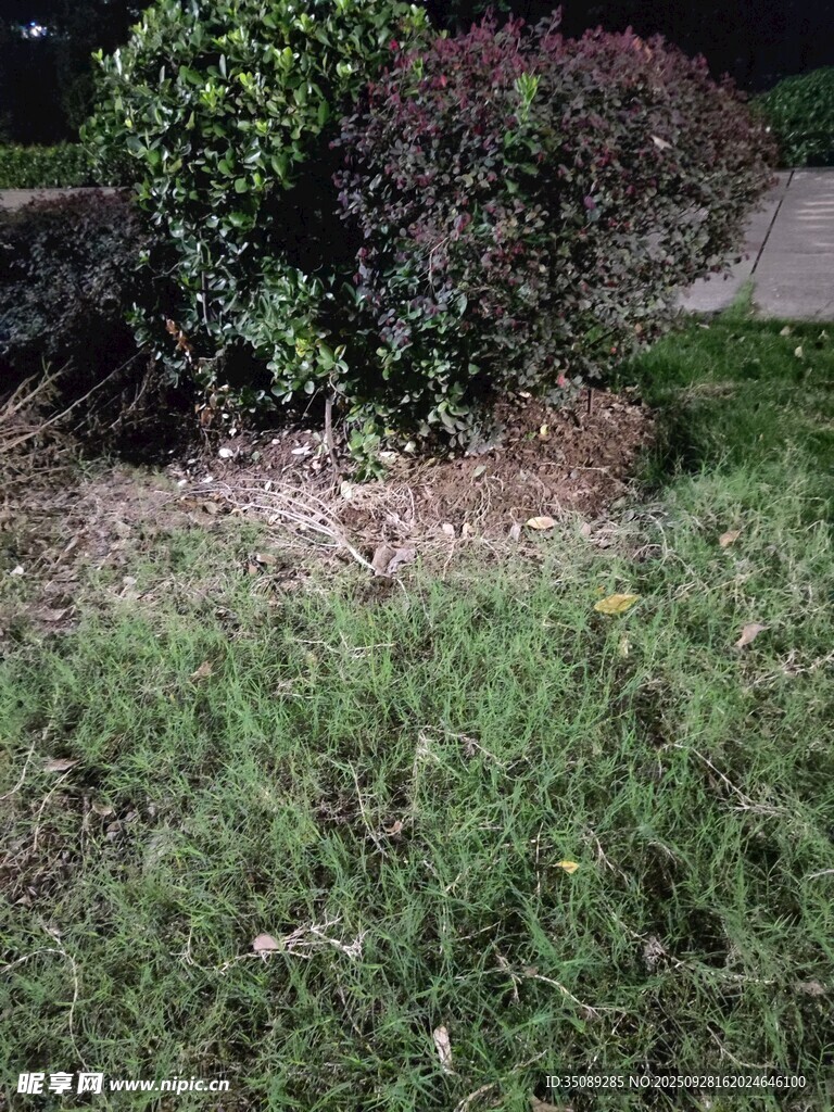 夜晚草地旁的绿植景观