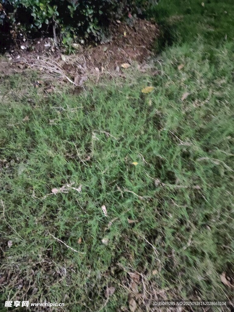 户外草地景象