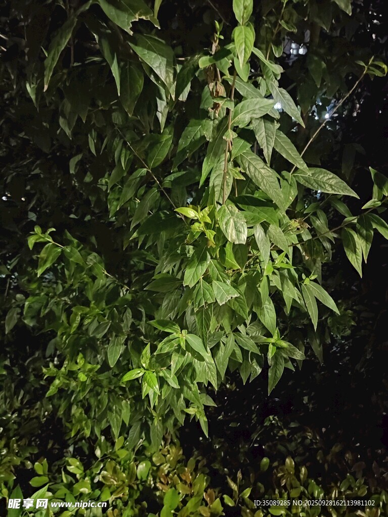 夜间翠绿繁茂的绿植枝叶