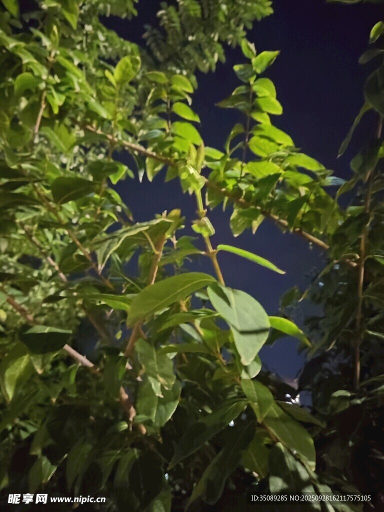 夜幕下的葱郁绿植
