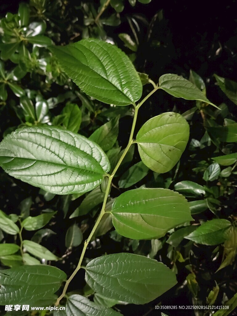 翠绿叶片特写