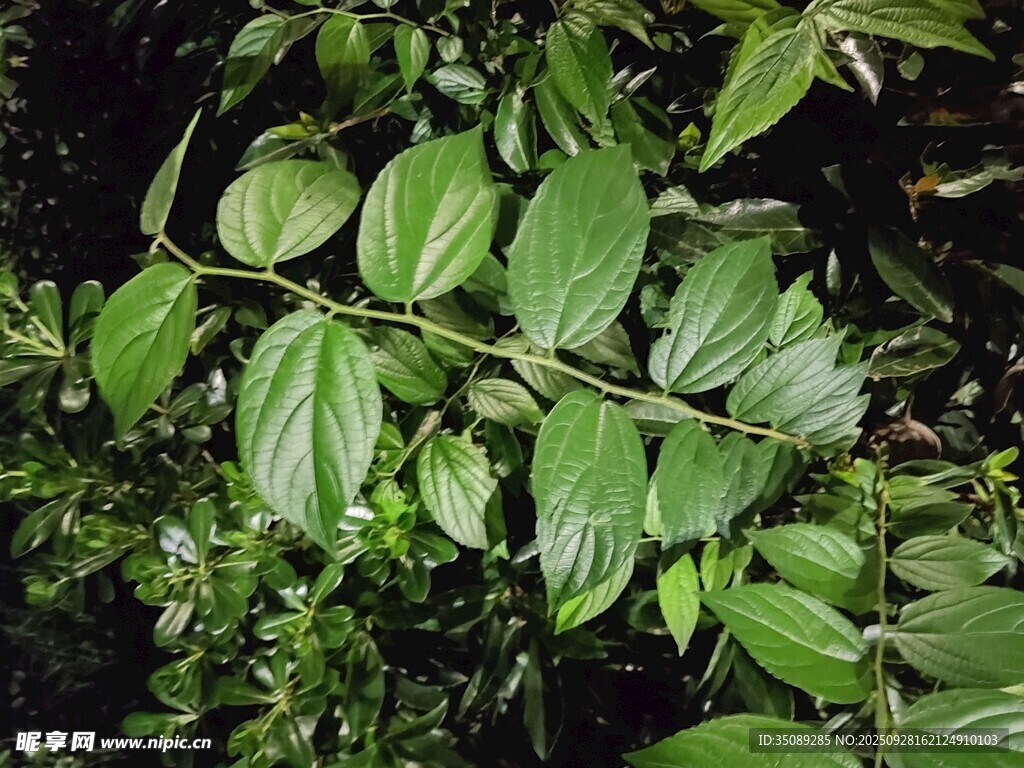 翠绿叶片的植物特写
