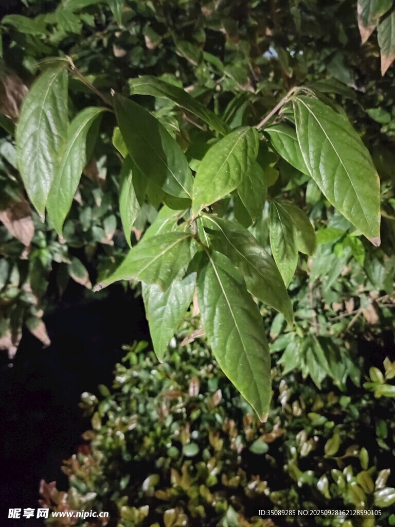 绿叶繁茂的植物景象