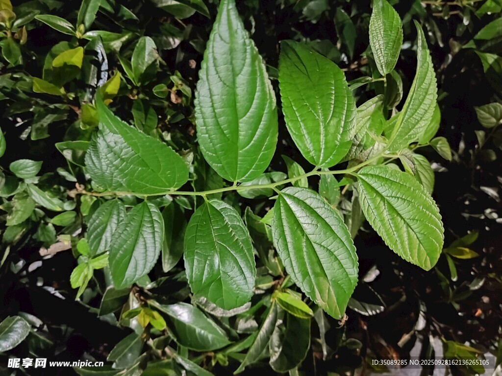 翠绿植物叶片特写