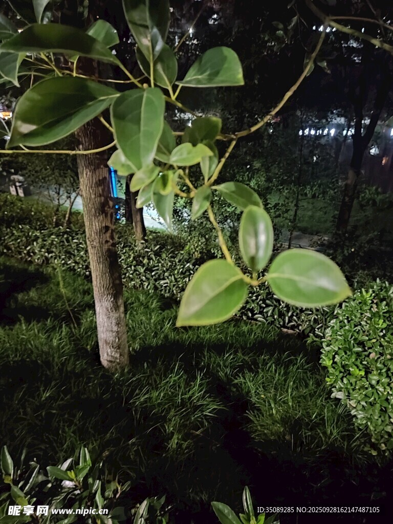 夜间绿植景观