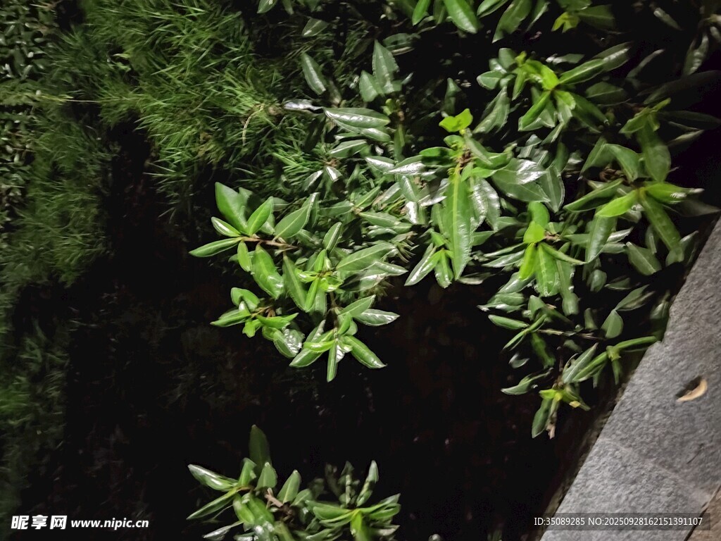 绿叶繁茂的植物角落