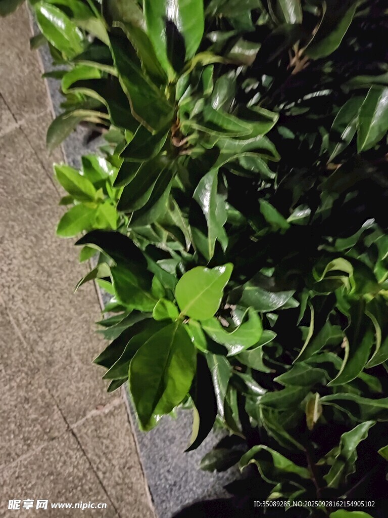 绿叶植物近景特写