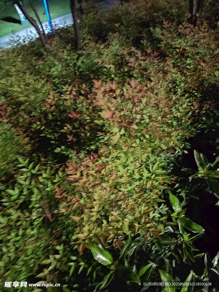 户外繁茂的绿色植物景观