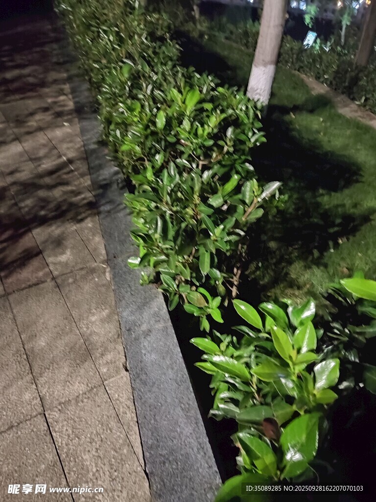 夜晚路边的翠绿灌木丛