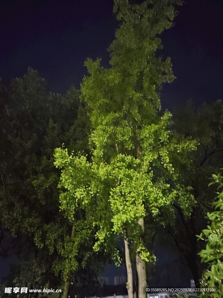 夜下翠绿树木