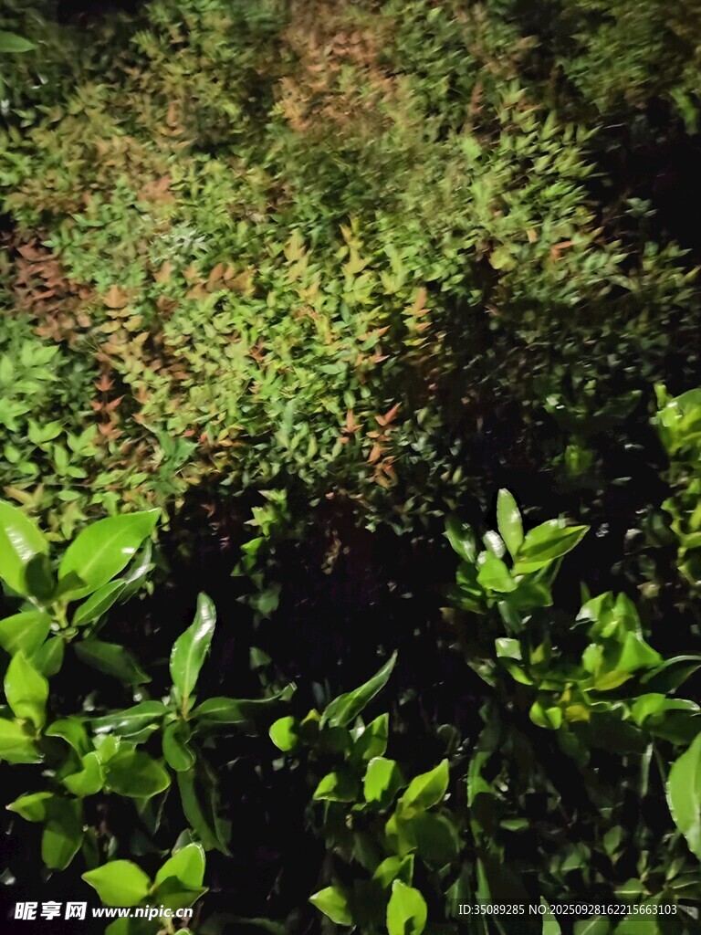 茂密绿植景观