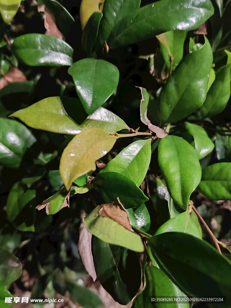 翠绿繁茂的枝叶特写