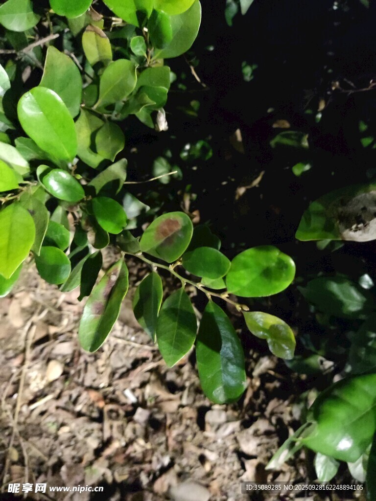 翠绿枝叶与地面景象