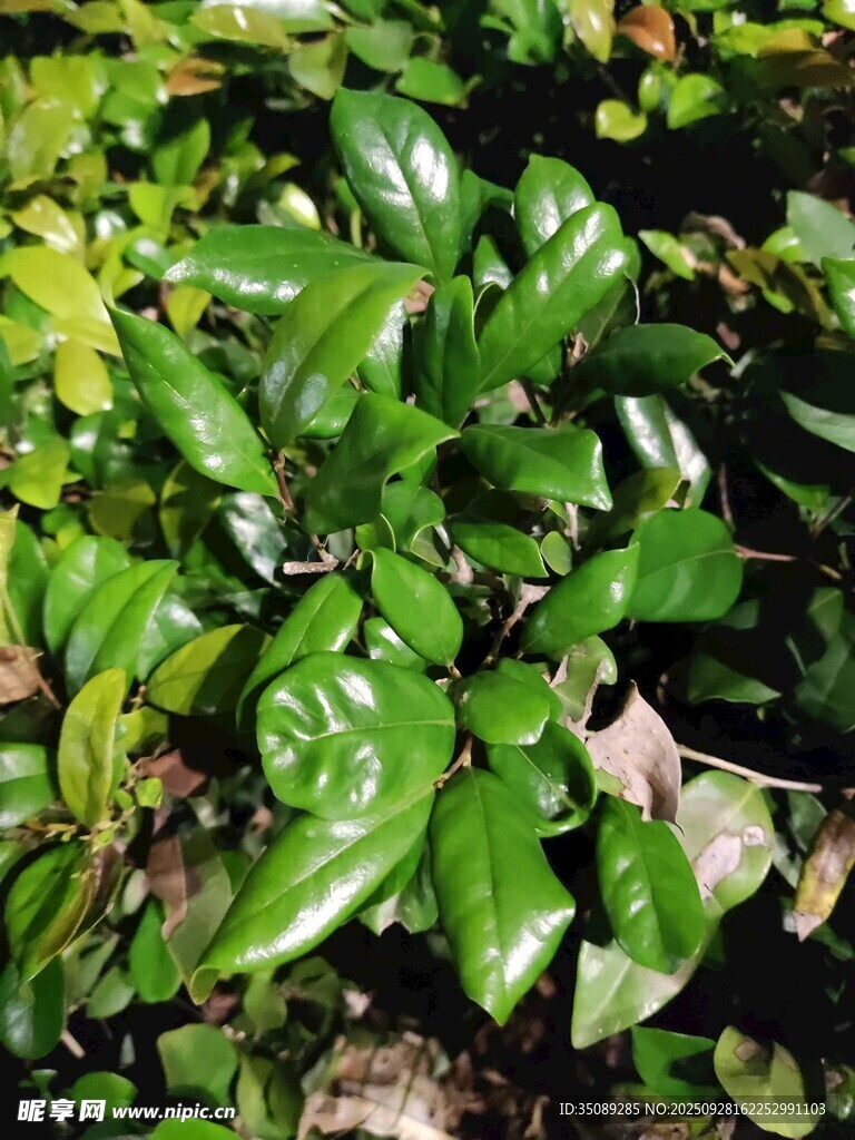 翠绿繁茂的叶片植物