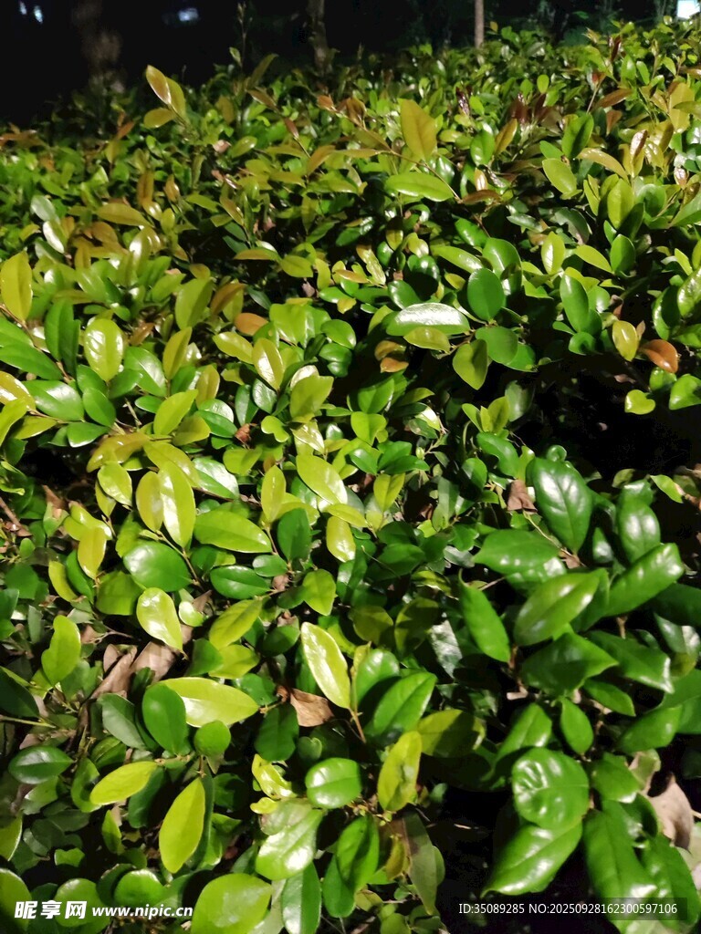 翠绿繁茂的地面绿植景观
