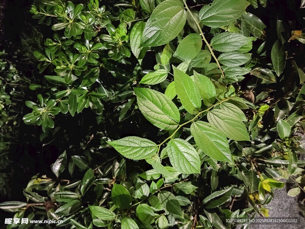 绿叶繁茂的植物景象