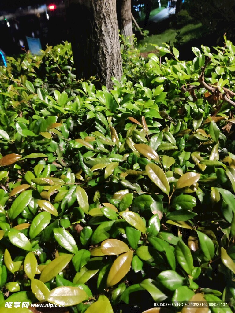 绿叶繁茂的树下植物景观