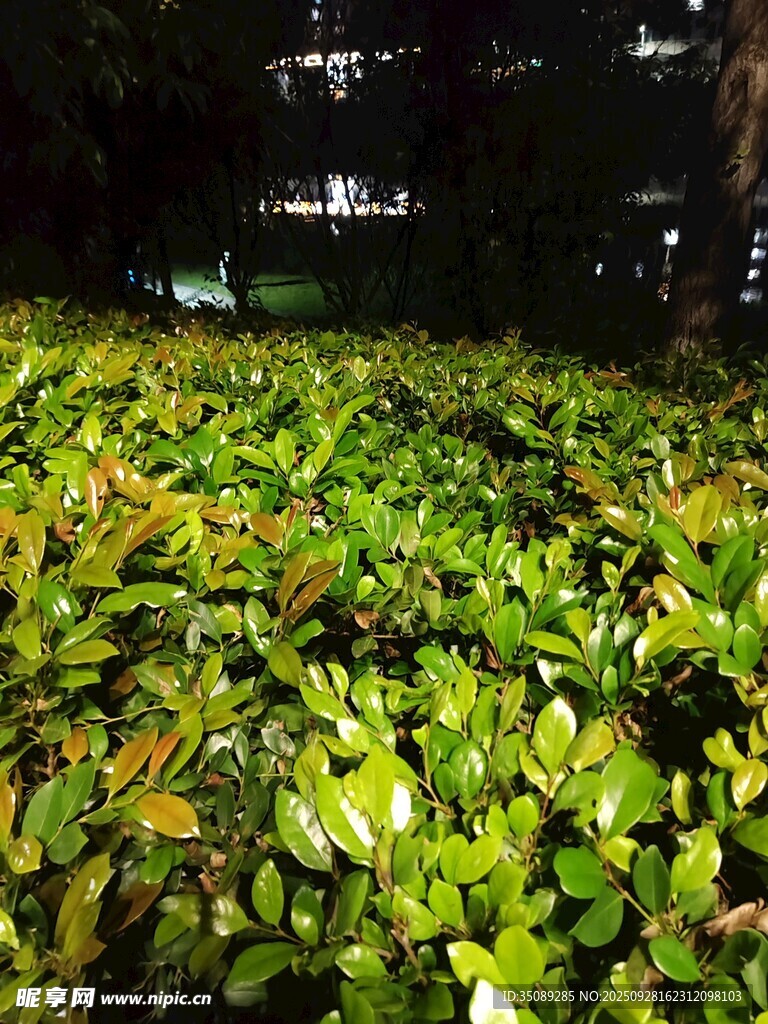 夜晚中的翠绿植物景观