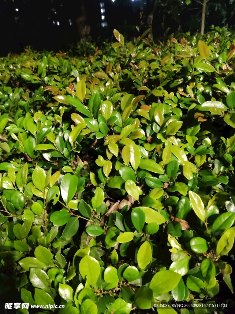 翠绿繁茂的植物景观