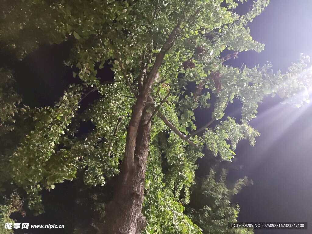 林间光束下的葱郁树木