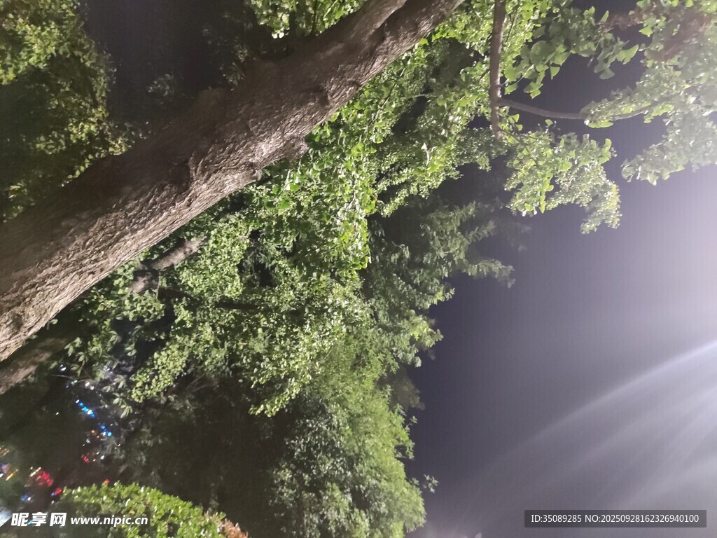 林间光影下的葱郁树木
