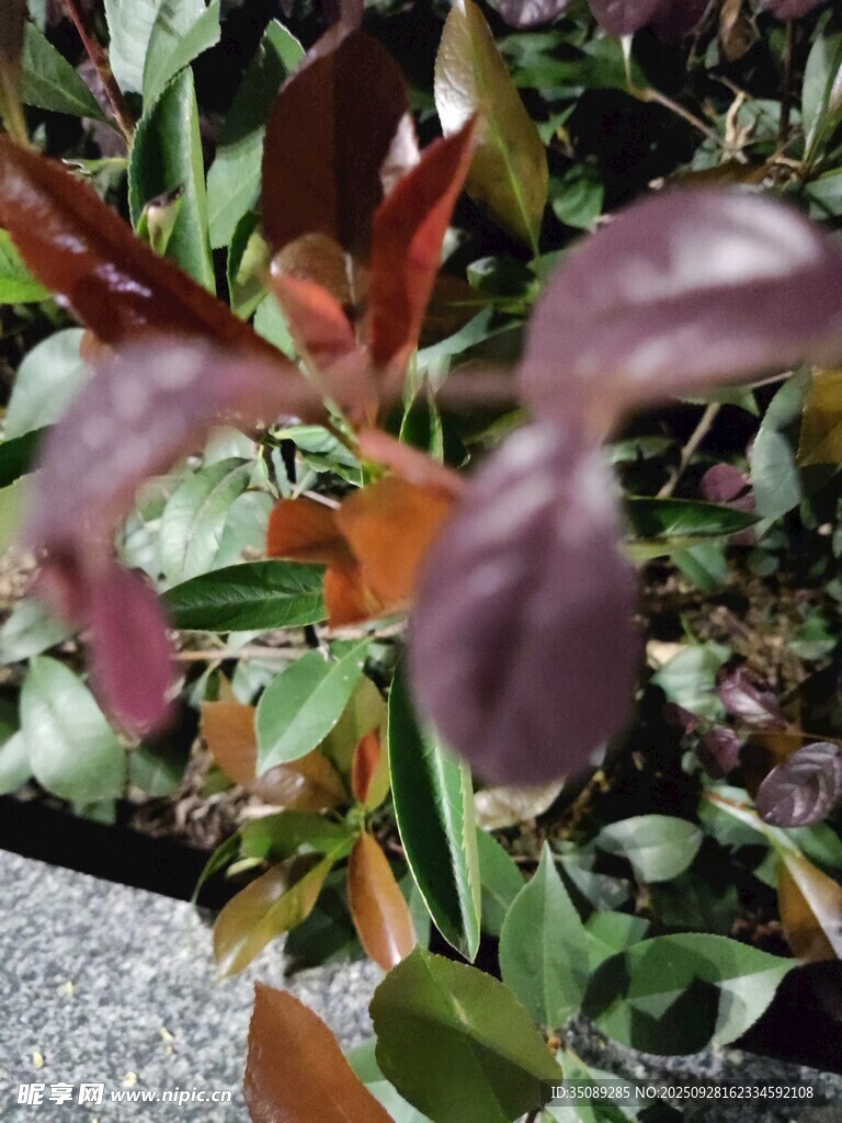 紫叶植物特写
