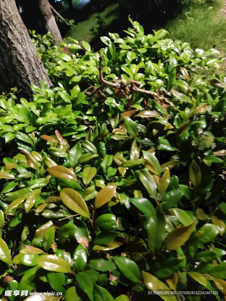 翠绿繁茂的灌木丛