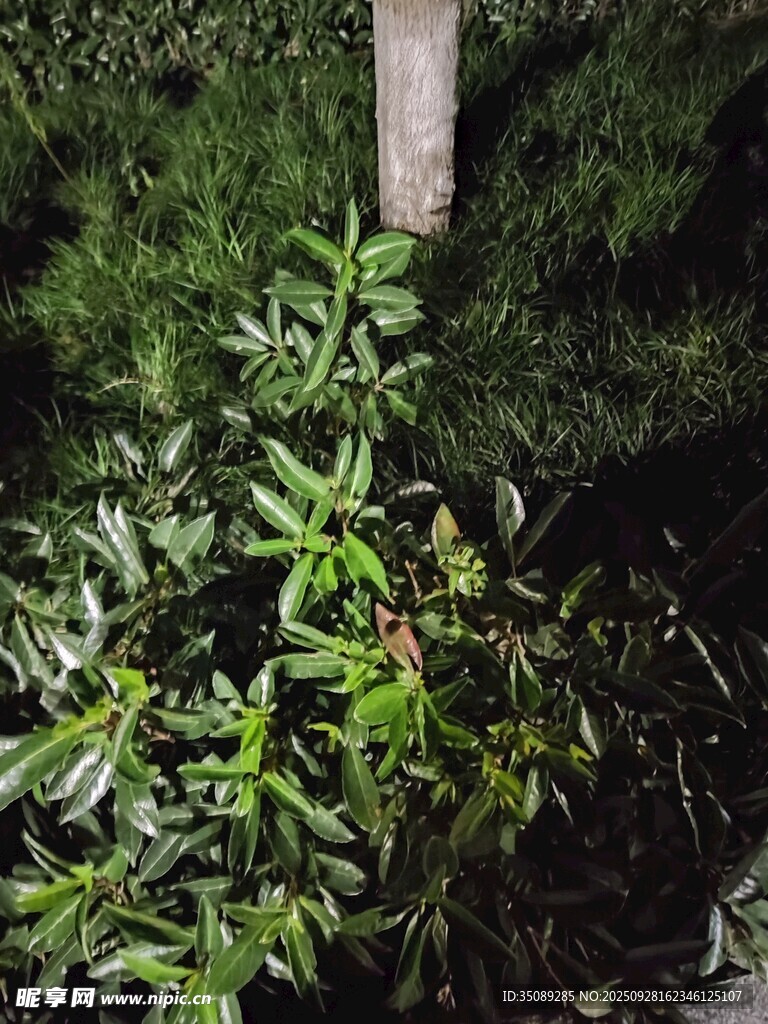 夜间绿植特写